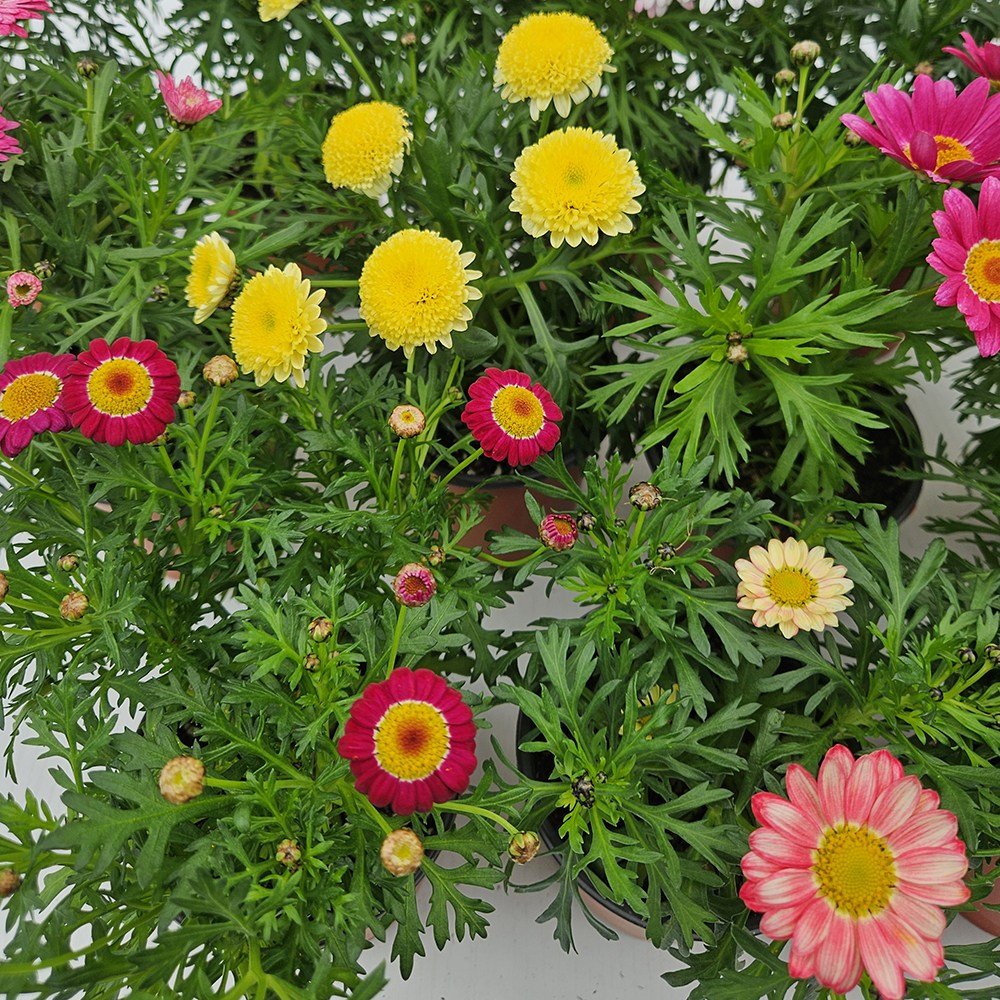아비가든 목마가렛 2색/4색 받침+영양제 포함(2월 3월 꽃 많음) 봄꽃 겨울꽃 키우기쉬운식물, 2개, 2종할인 상세 이미지 2