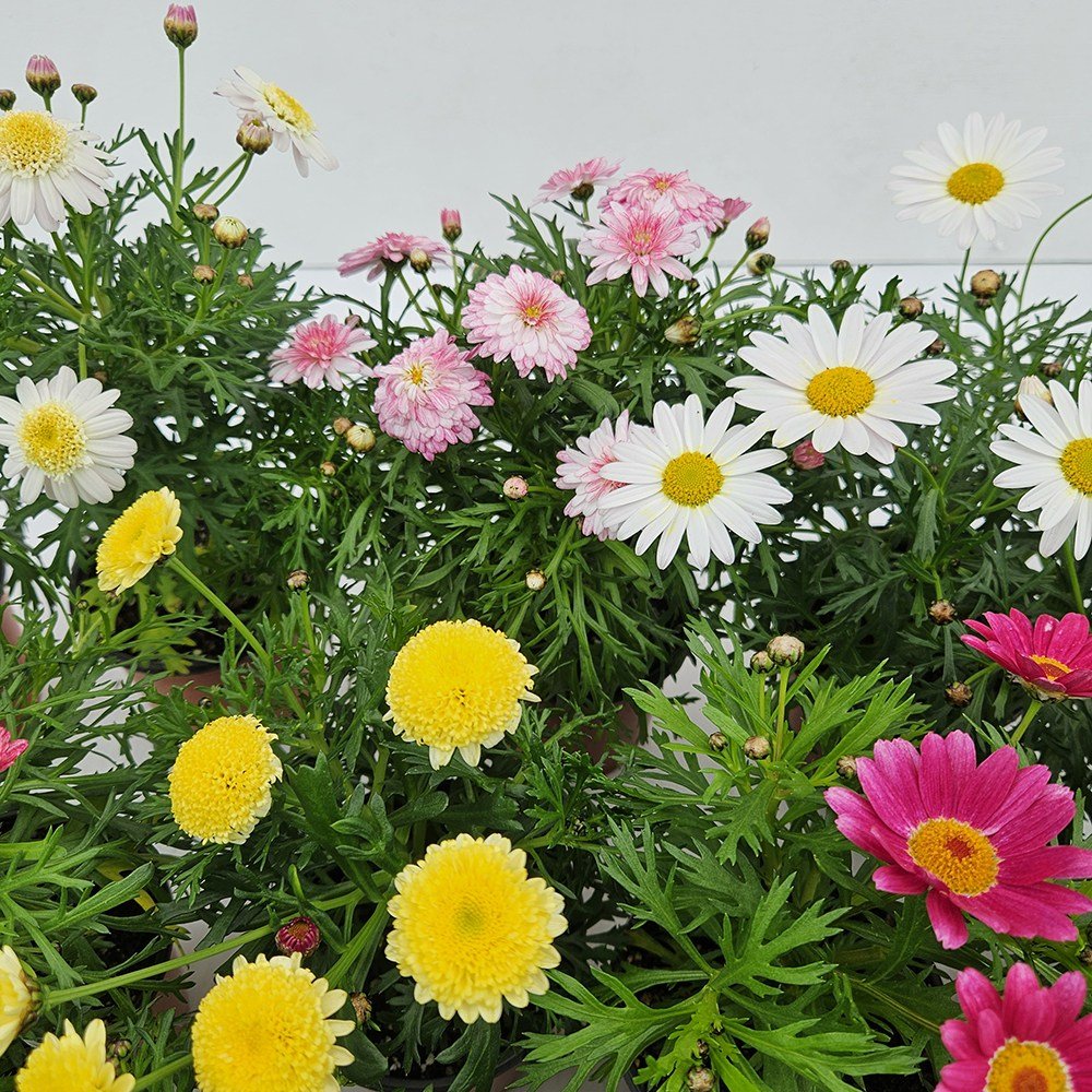 아비가든 목마가렛 2색/4색 받침+영양제 포함(2월 3월 꽃 많음) 봄꽃 겨울꽃 키우기쉬운식물, 2개, 2종할인 상세 이미지 2